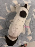 Pink, a female German Shorthaired Pointer for sale in Tallassee, AL – 2 of 2