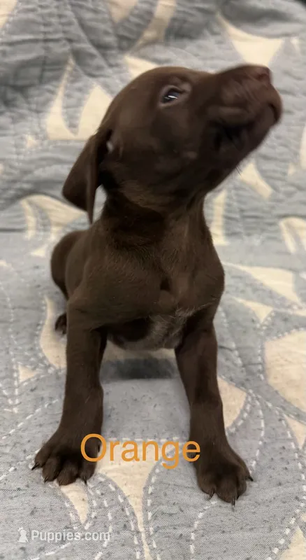 Orange – German Shorthaired Pointer puppy for sale in Tallassee, AL