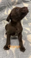 Orange, a male German Shorthaired Pointer for sale in Tallassee, AL – 1 of 1