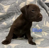 Blue, a male German Shorthaired Pointer for sale in Tallassee, AL – 1 of 1