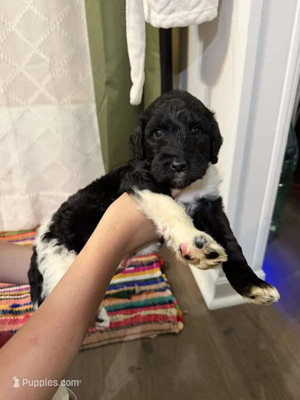 Three – Labradoodle puppy for sale in Tallassee, AL
