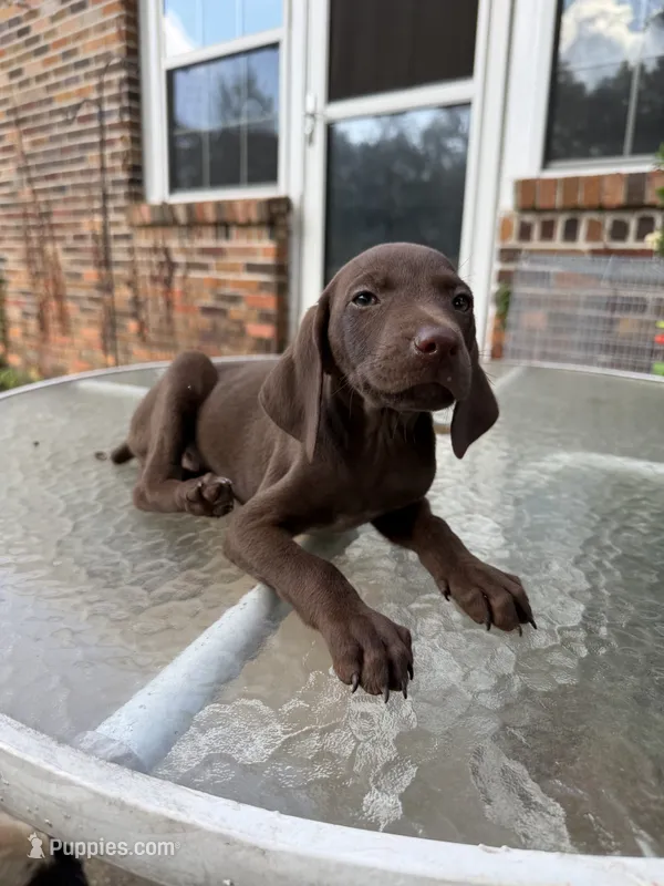 Orange – German Shorthaired Pointer puppy for sale in Tallassee, AL