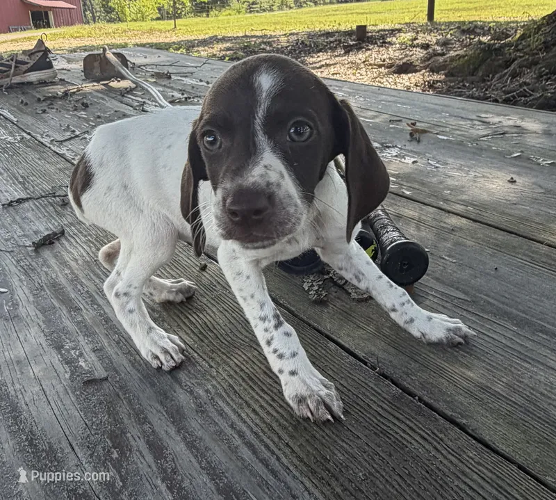 Purple – German Shorthaired Pointer puppy for sale in Tallassee, AL