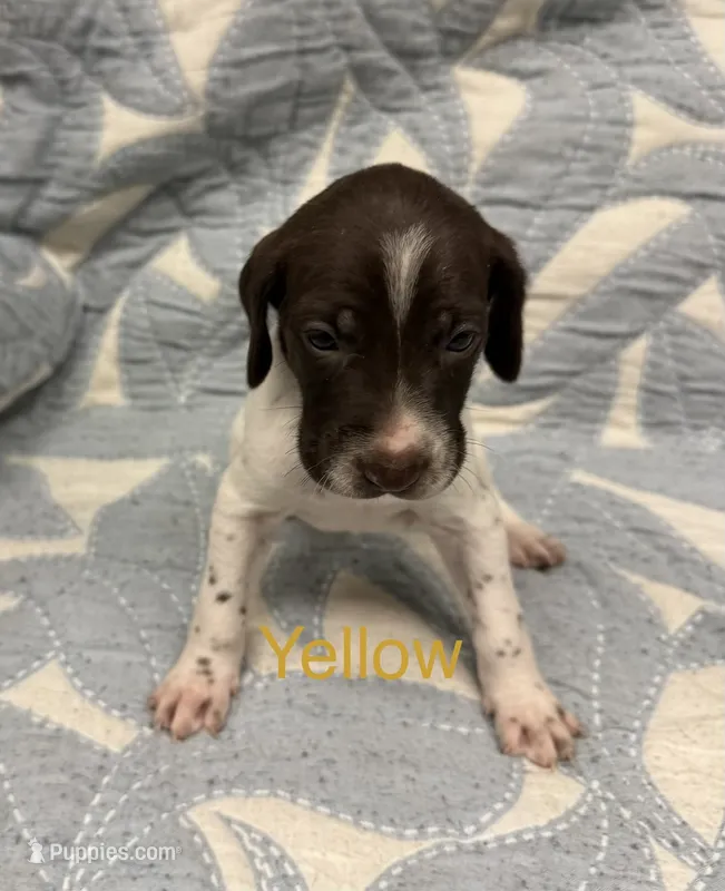Yellow – German Shorthaired Pointer puppy for sale in Tallassee, AL