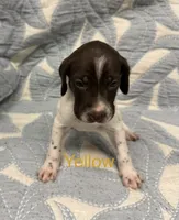 Yellow, a female German Shorthaired Pointer for sale in Tallassee, AL – 1 of 2