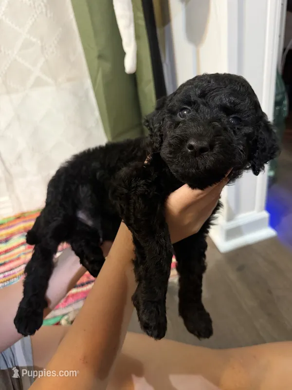 Two – Labradoodle puppy for sale in Tallassee, AL