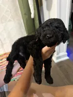 Two, a male Labradoodle for sale in Tallassee, AL – 1 of 2