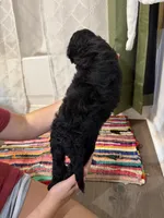 Two, a male Labradoodle for sale in Tallassee, AL – 2 of 2
