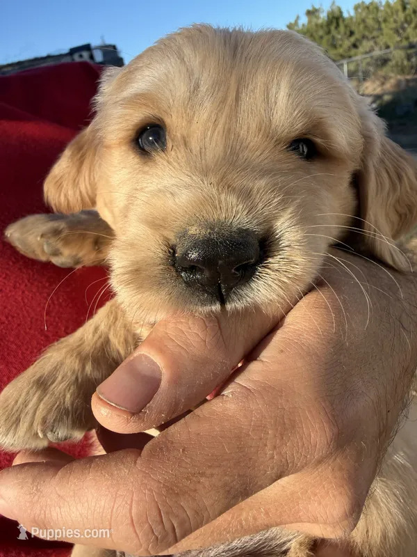 Golden Pup – Golden Retriever puppy for sale in Phelan, CA