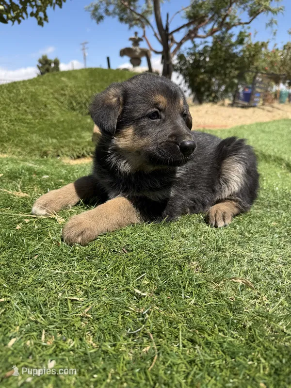German Shepherd Puppy Girl – German Shepherd Dog puppy for sale in Phelan, CA