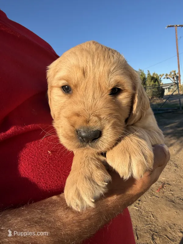 Golden PUPPY – Golden Retriever puppy for sale in Phelan, CA