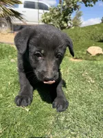 German Shepherd Puppy, a male German Shepherd Dog for sale in Phelan, CA – 3 of 8