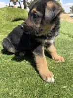 German Shepherd Pup, a male German Shepherd Dog for sale in Phelan, CA – 2 of 7