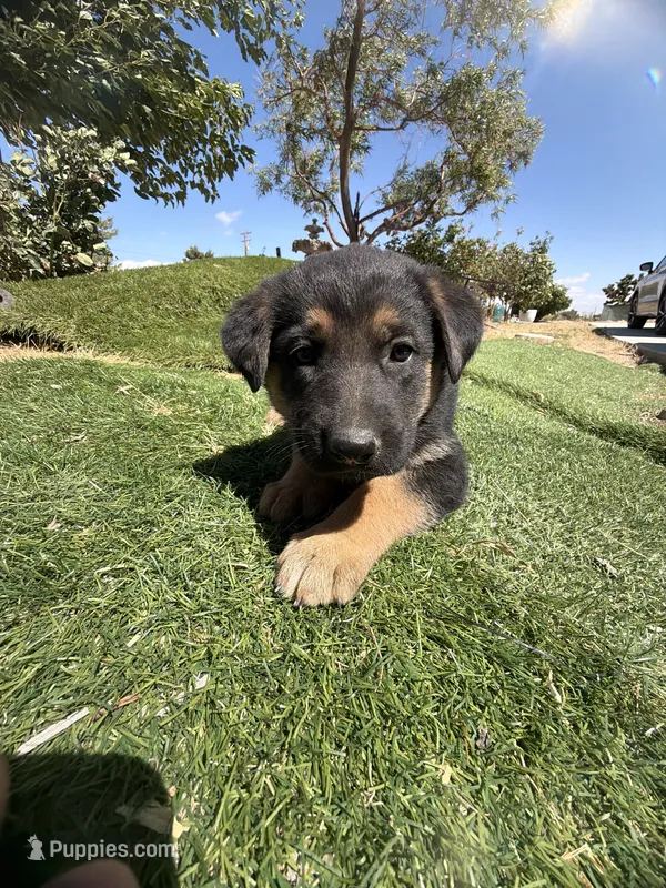 German Shepherd Girl – German Shepherd Dog puppy for sale in Phelan, CA