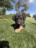 German Shepherd Girl, a female German Shepherd Dog for sale in Phelan, CA – 1 of 8
