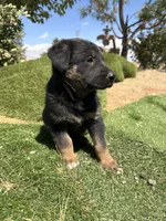German Shepherd Girl, a female German Shepherd Dog for sale in Phelan, CA – 2 of 8