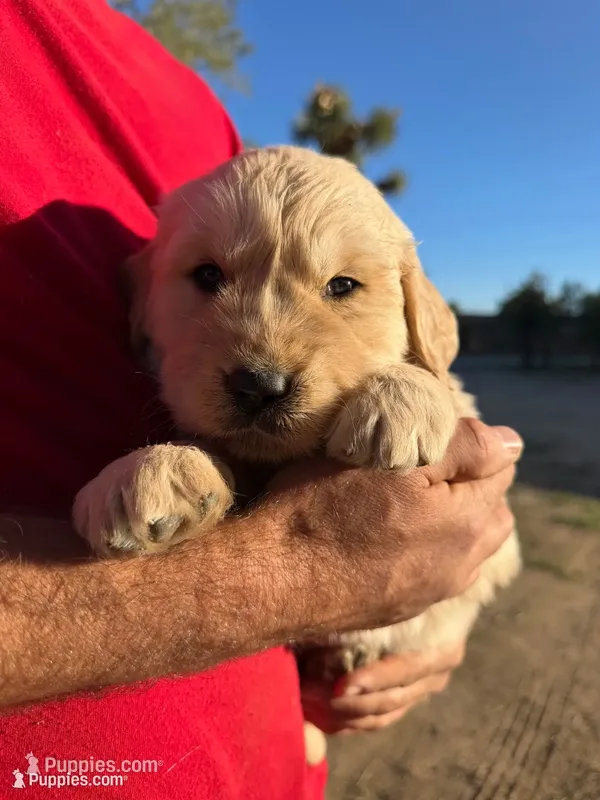 Golden Pup – Golden Retriever puppy for sale in Phelan, CA