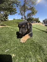 German Shepherd Girl, a female German Shepherd Dog for sale in Phelan, CA – 2 of 8