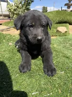 German Shepherd Pup, a male German Shepherd Dog for sale in Phelan, CA – 4 of 9