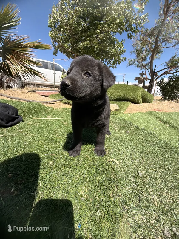 German Shepherd Puppy – German Shepherd Dog puppy for sale in Phelan, CA