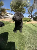 German Shepherd Puppy, a female German Shepherd Dog for sale in Phelan, CA – 1 of 9