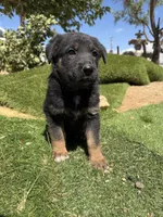German Shepherd Girl, a female German Shepherd Dog for sale in Phelan, CA – 3 of 8