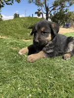 German Shepherd Puppy Girl, a female German Shepherd Dog for sale in Phelan, CA – 3 of 9