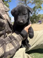 German Shepherd Puppy, a female German Shepherd Dog for sale in Phelan, CA – 4 of 9