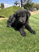 German Shepherd Pup, a male German Shepherd Dog for sale in Phelan, CA – 2 of 9