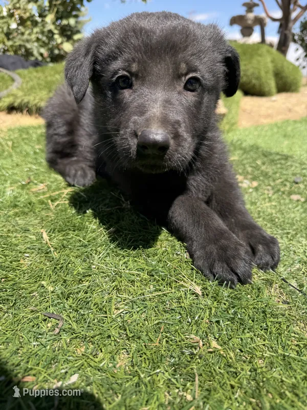 German Shepherd Puppy – German Shepherd Dog puppy for sale in Phelan, CA