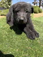 German Shepherd Puppy, a male German Shepherd Dog for sale in Phelan, CA – 1 of 8
