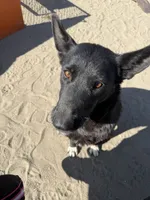 German Shepherd Puppy Girl, a female German Shepherd Dog for sale in Phelan, CA – 8 of 9