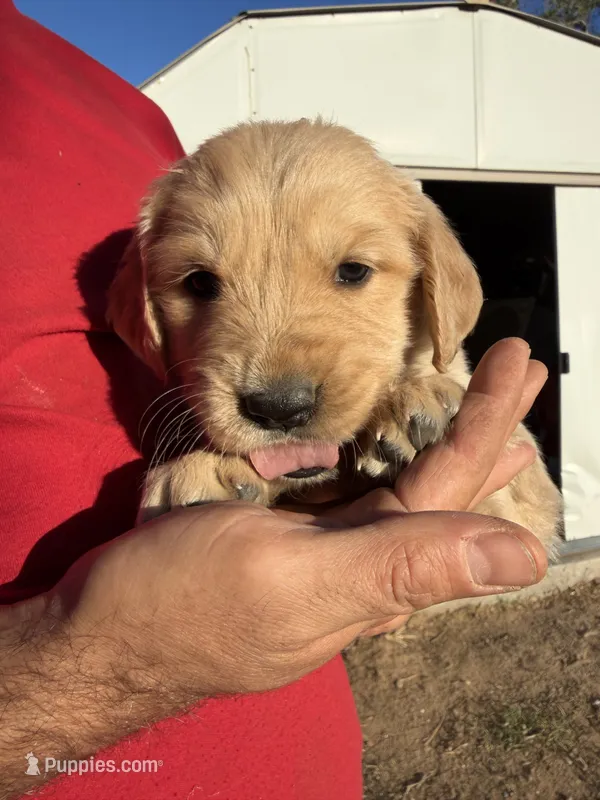 GOLDEN PUP – Golden Retriever puppy for sale in Phelan, CA