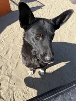 German Shepherd Girl, a female German Shepherd Dog for sale in Phelan, CA – 6 of 8