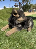 German Shepherd Puppy Girl, a female German Shepherd Dog for sale in Phelan, CA – 2 of 9