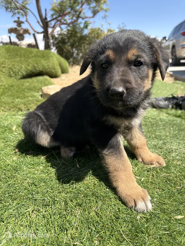 German Shepherd Pup – German Shepherd Dog puppy for sale in Phelan, CA