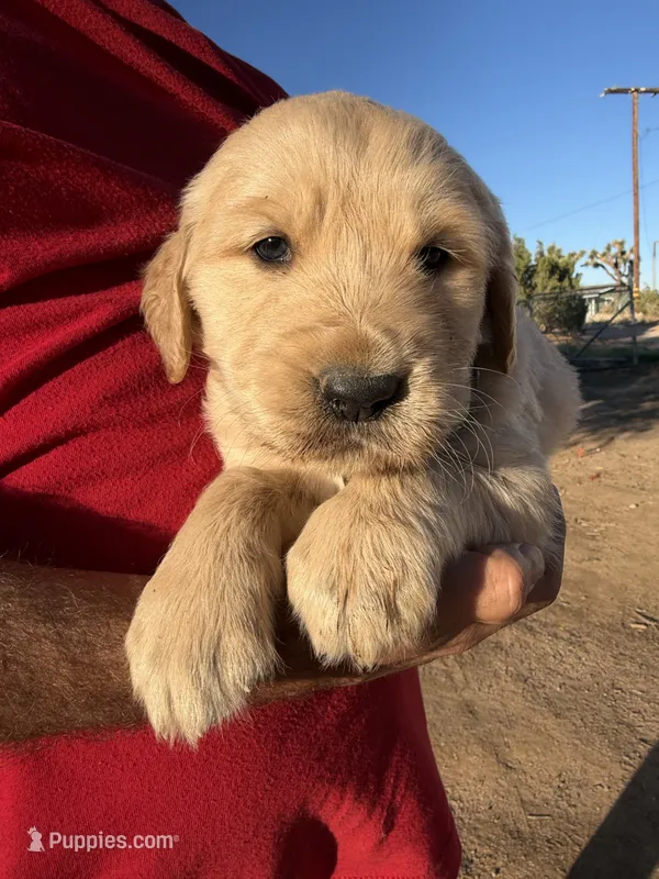 GOLDEN PUP – Golden Retriever puppy for sale in Phelan, CA