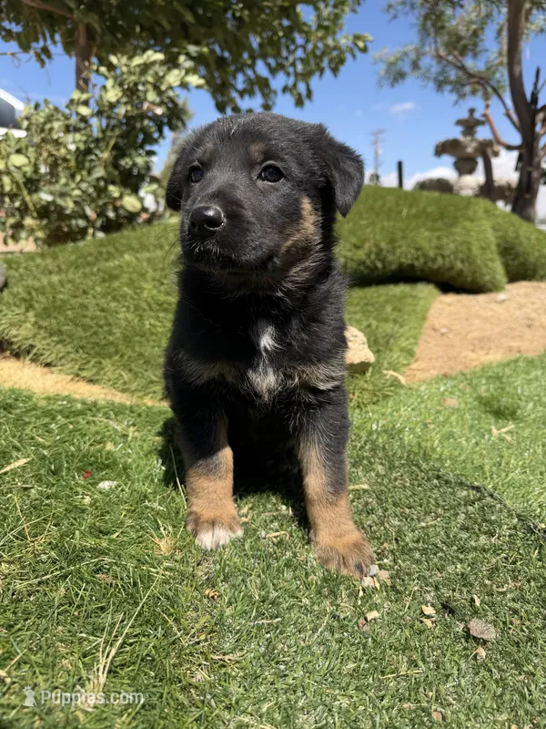 German Shepherd Girl – German Shepherd Dog puppy for sale in Phelan, CA
