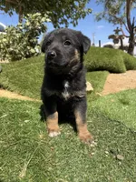 German Shepherd Girl, a female German Shepherd Dog for sale in Phelan, CA – 1 of 8