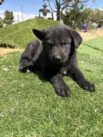 German Shepherd Pup, a male German Shepherd Dog for sale in Phelan, CA – 3 of 9