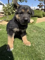 German Shepherd Pup, a male German Shepherd Dog for sale in Phelan, CA – 3 of 7