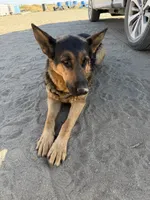 German Shepherd Puppy, a male German Shepherd Dog for sale in Phelan, CA – 5 of 8