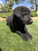 German Shepherd Puppy, a male German Shepherd Dog for sale in Phelan, CA – 2 of 8