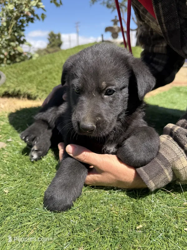 German Shepherd Pup – German Shepherd Dog puppy for sale in Phelan, CA