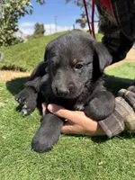 German Shepherd Pup, a male German Shepherd Dog for sale in Phelan, CA – 1 of 9