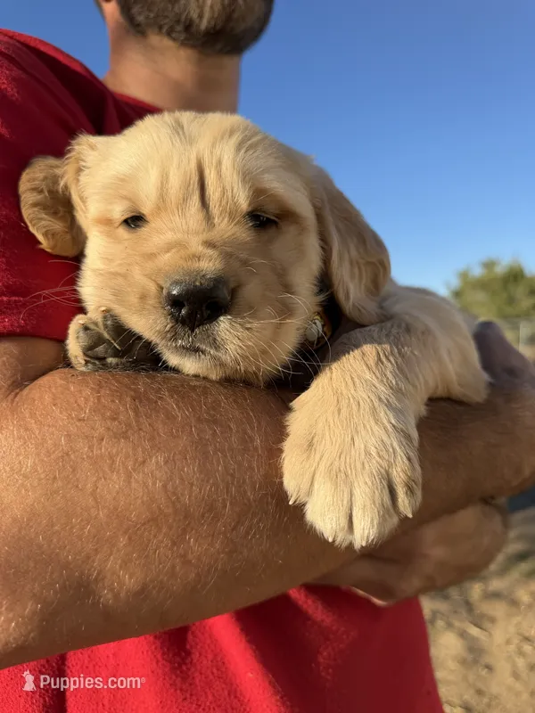 GOLDEN Puppy – Golden Retriever puppy for sale in Phelan, CA