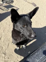 German Shepherd Pup, a male German Shepherd Dog for sale in Phelan, CA – 7 of 7