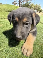 German Shepherd Girl, a female German Shepherd Dog for sale in Phelan, CA – 3 of 8