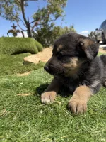 German Shepherd Puppy Girl, a female German Shepherd Dog for sale in Phelan, CA – 4 of 9