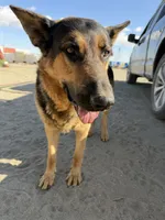 German Shepherd Pup, a male German Shepherd Dog for sale in Phelan, CA – 5 of 7